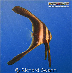 Used my students rental camera to capture this juvenile B... by Richard Swann 